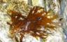 Dictyopteris